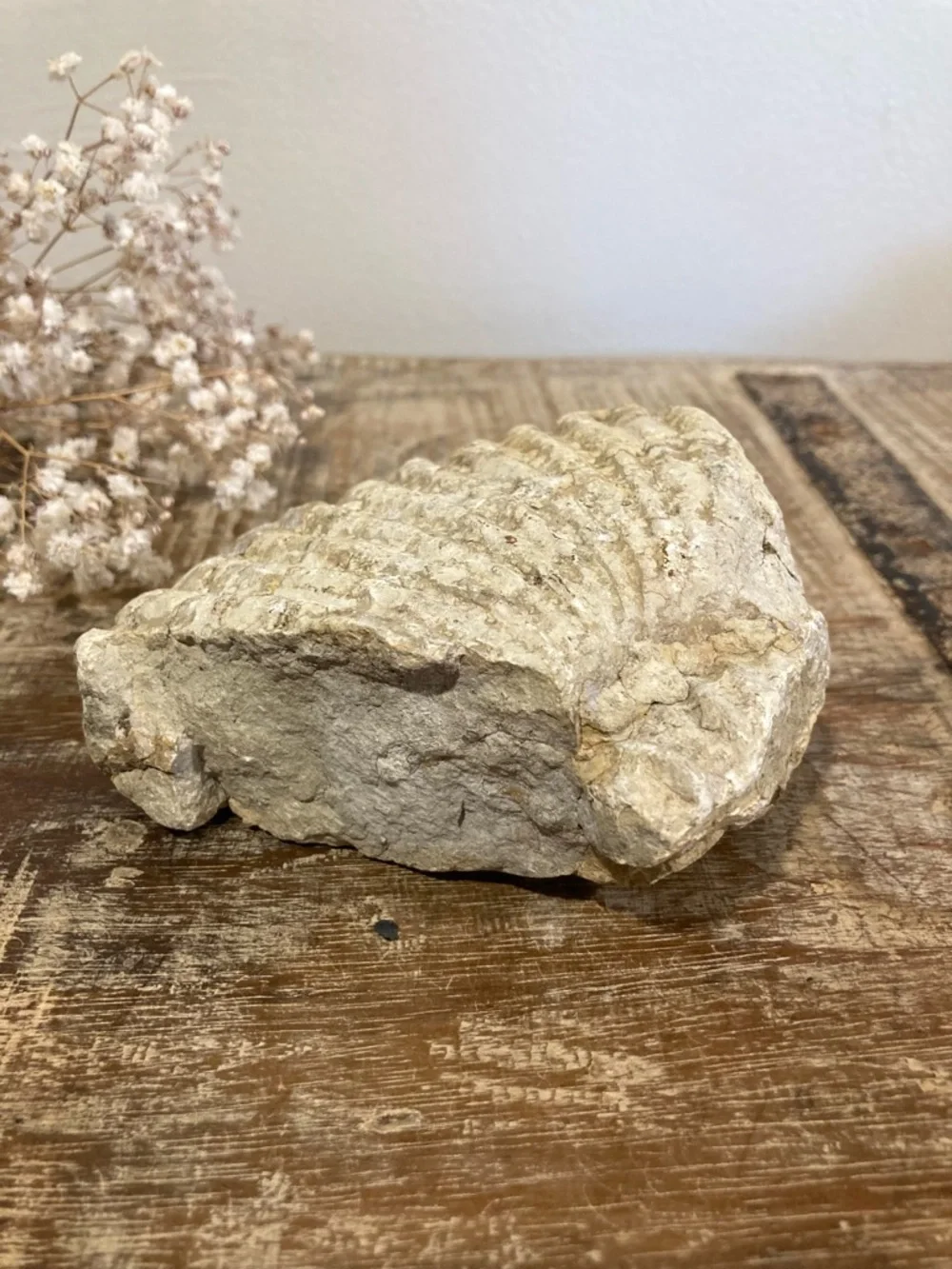 Fossilized Shell Chunk Stone Decor